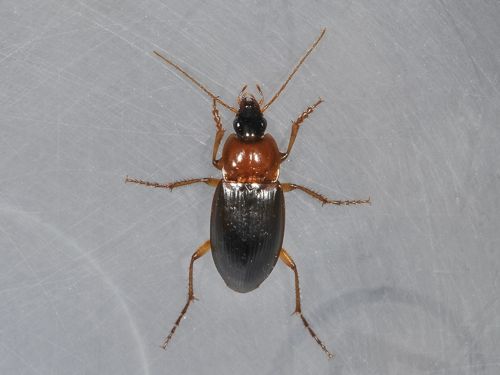 Calathus melanocephalus e C. cinctus